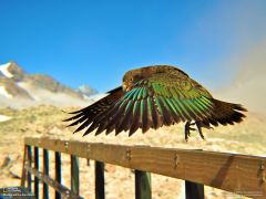 Tapeta National Geographic 740.jpg